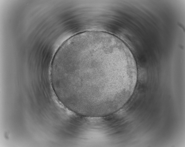 X0000098150856200805151203