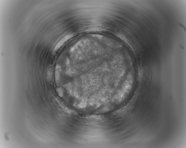 X0000098150874200805151202