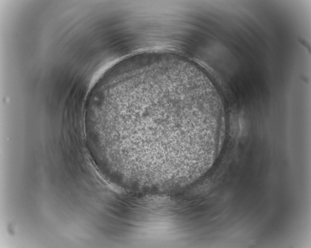 X0000098150886200805151202