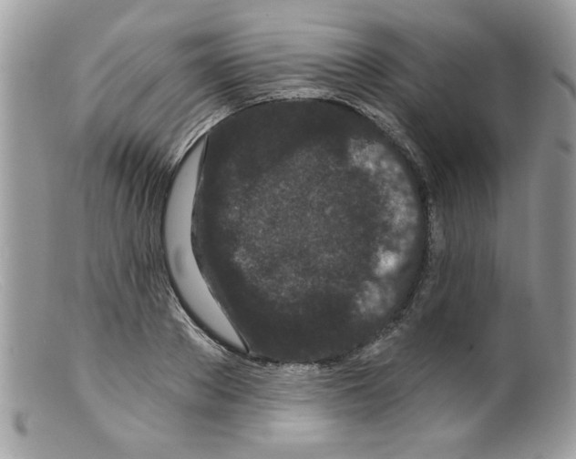X0000098150889200805151202