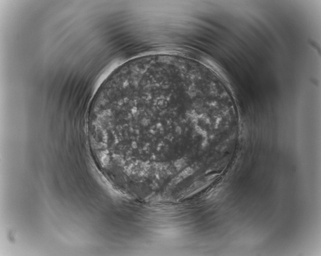 X0000098150907200805151202