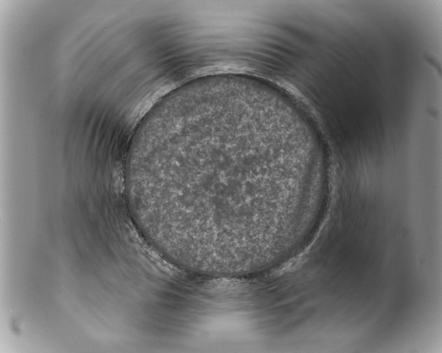 X0000098150929200805151201