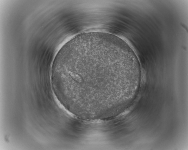 X0000098150957200805151202