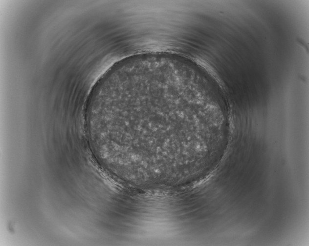 X0000098151023200805151200