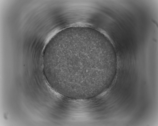 X0000098151075200805151159