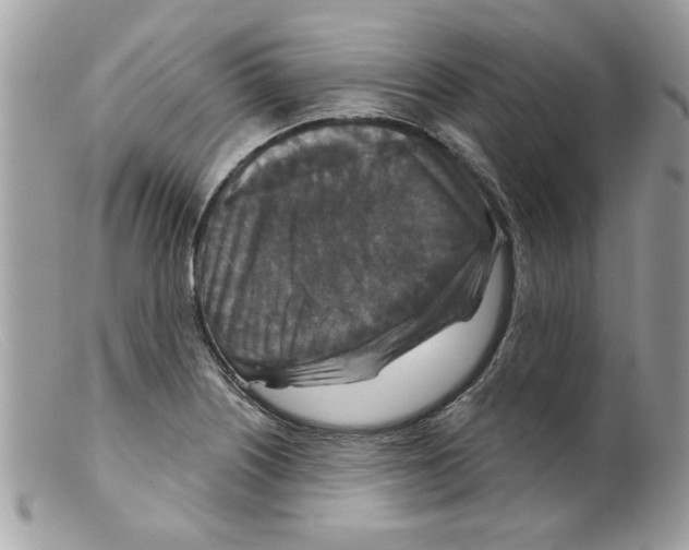 X0000098151226200805151157