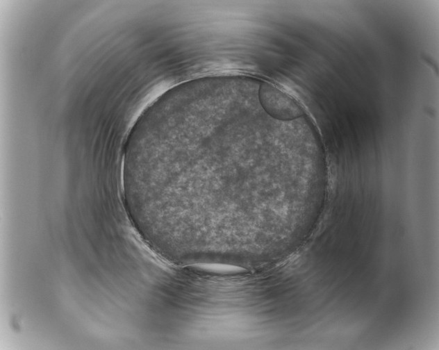 X0000098151227200805151157