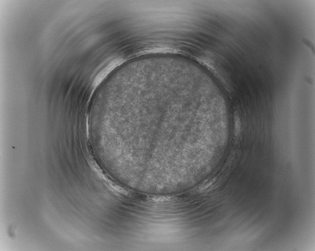 X0000098151274200805151156