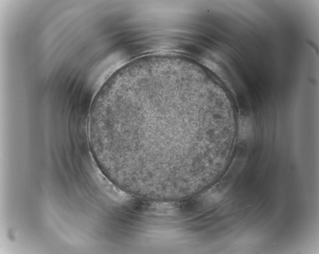 X0000098151338200805151155