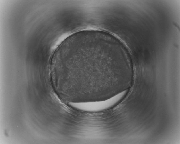 X0000098151367200805151154