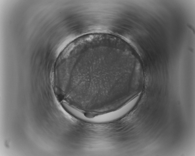 X0000098151383200805151154
