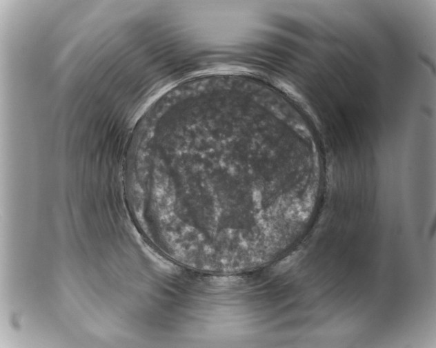 X0000098151425200805151154