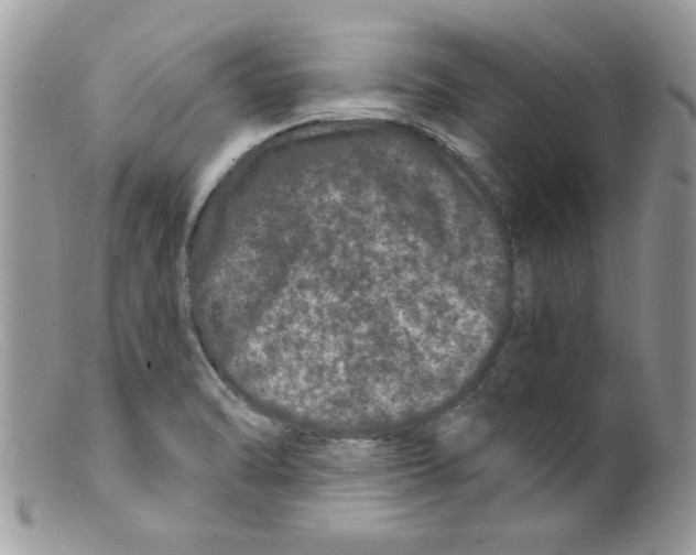 X0000098151470200805151153