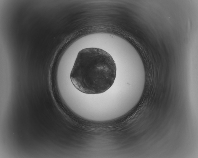 X0000098160734200804171217