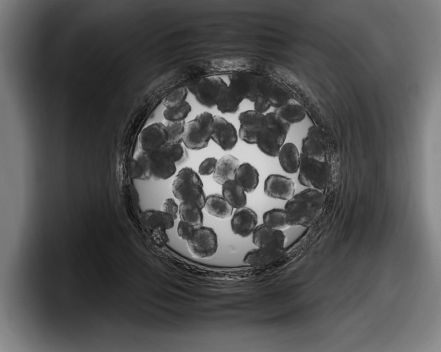 X0000098160741200804171217