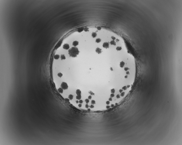 X0000098160836200804171216