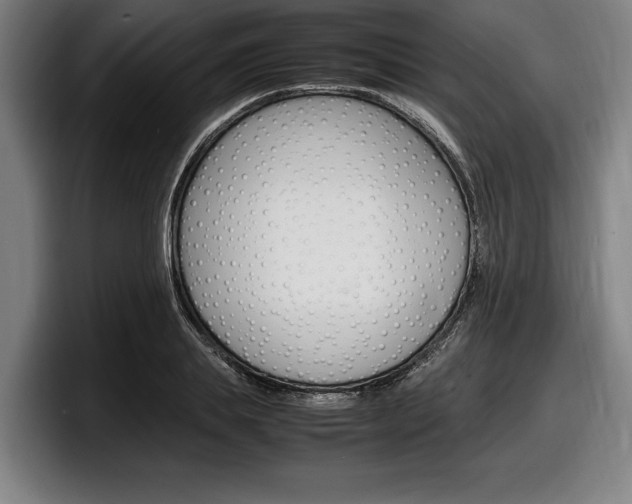 X0000098160839200804171216