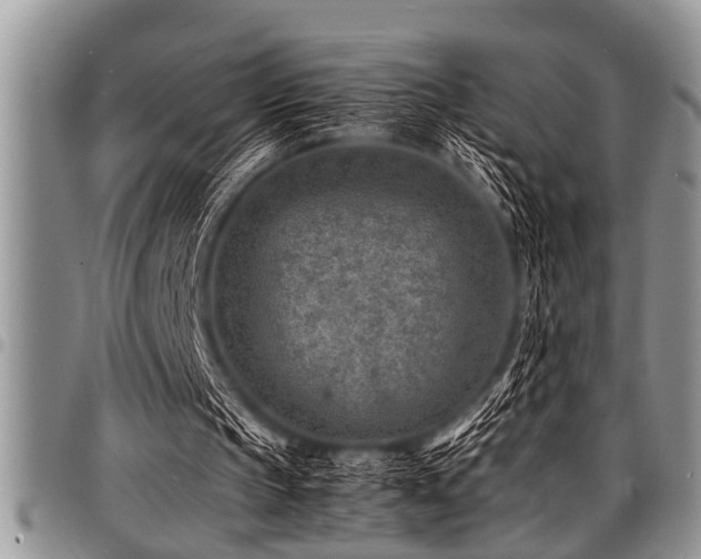 X0000098160145200804171608