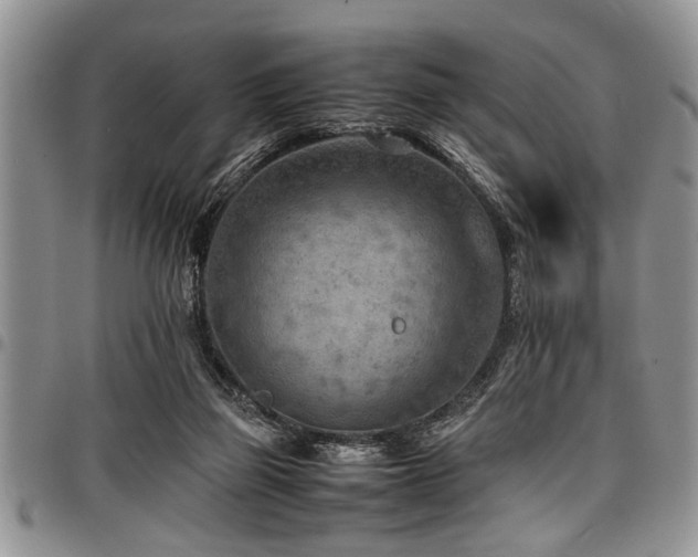 X0000098160165200804171608