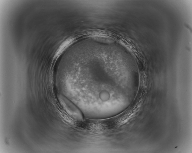 X0000098160199200804171607