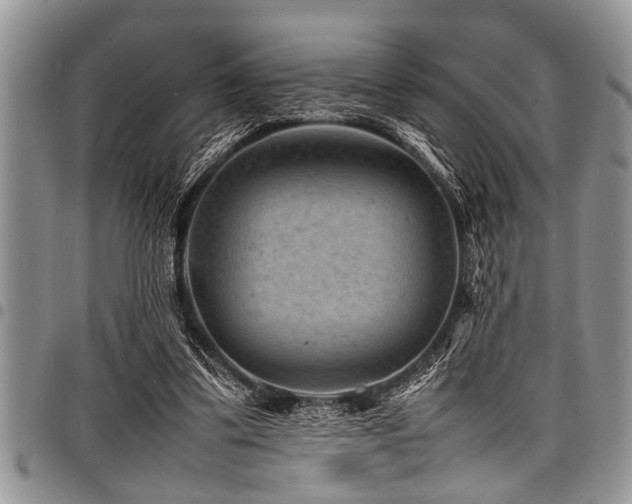 X0000098160299200804171606