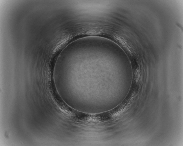 X0000098160303200804171606