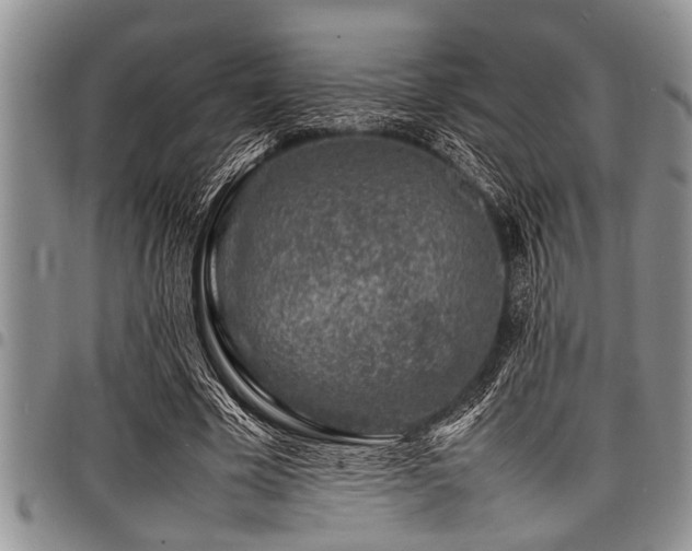 X0000098160585200804171601