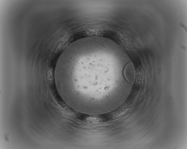 X0000098160699200804171559