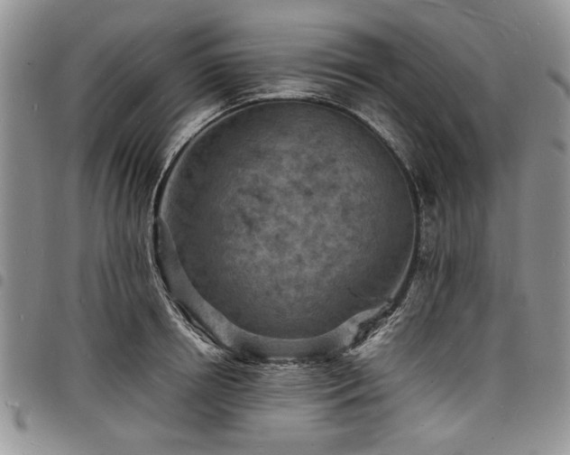X0000098160850200804171557