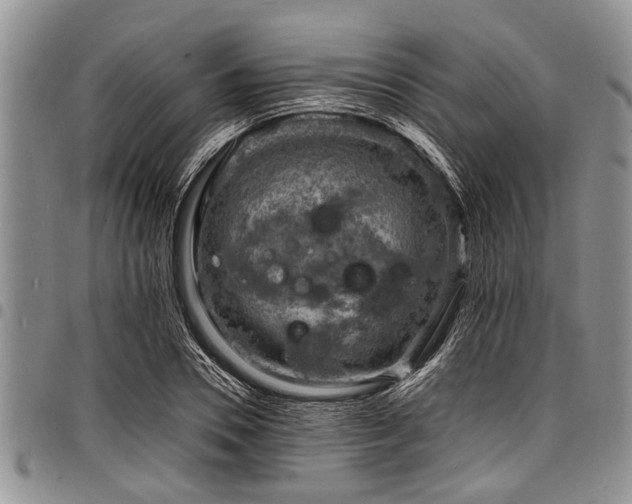 X0000098160930200804171555