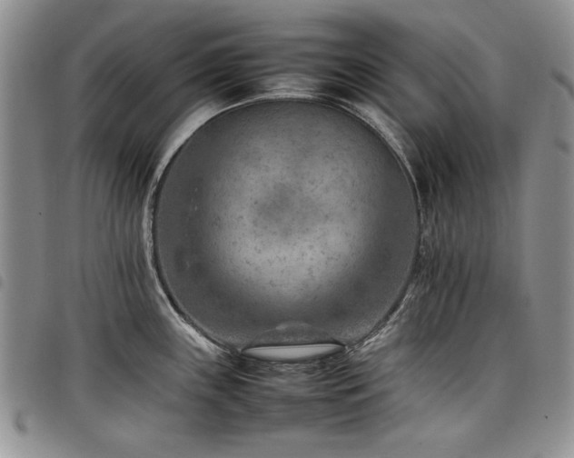 X0000098161243200804171551