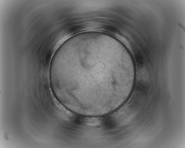 X0000098161338200804171549