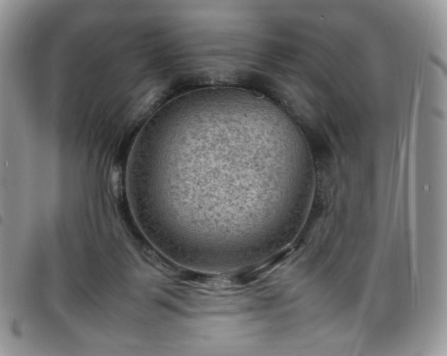 X0000098160123200804241813