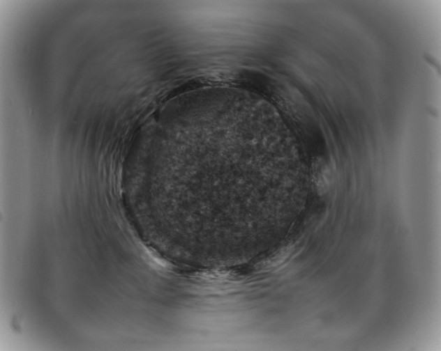 X0000098160235200804241811