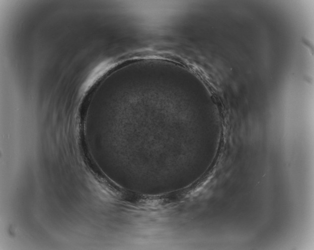 X0000098160295200804241810
