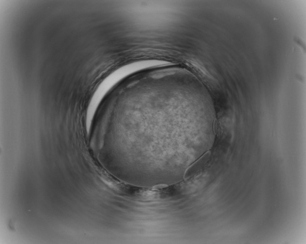 X0000098160325200804241809
