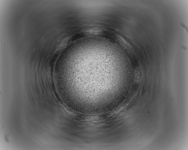 X0000098160377200804241809