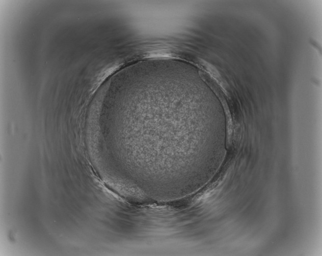 X0000098160385200804241808