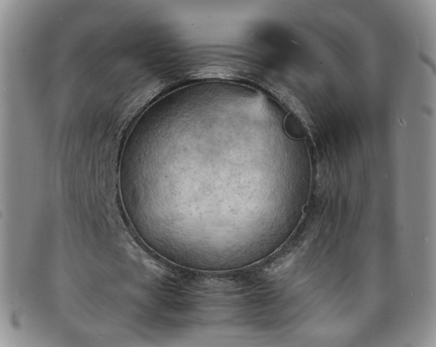 X0000098160529200804241806