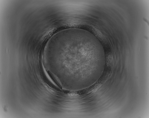 X0000098160644200804241805