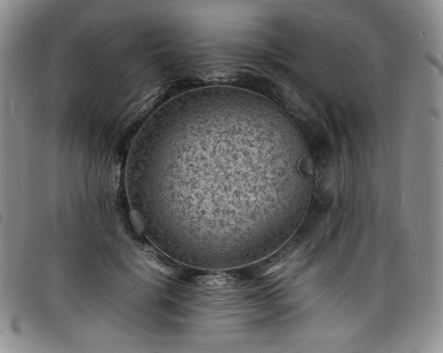 X0000098160652200804241805