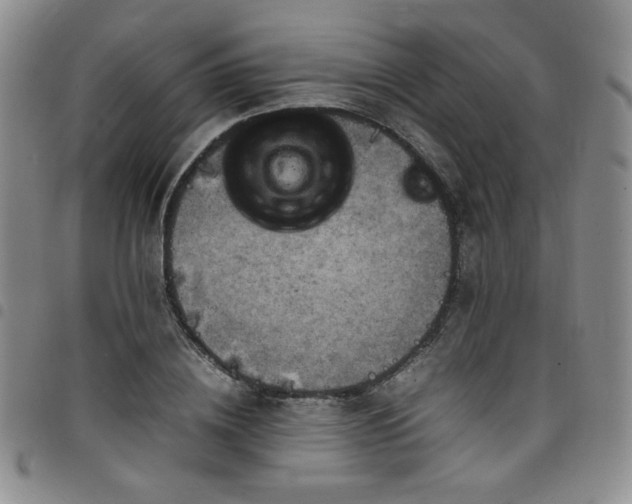 X0000098160836200804241802