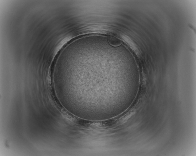 X0000098160883200804241801