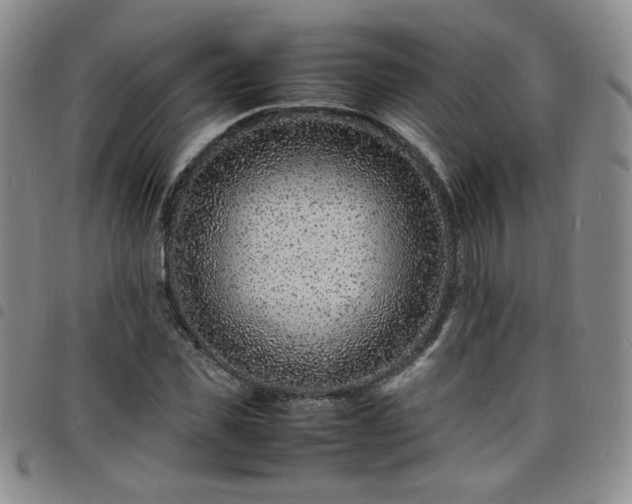 X0000098160925200804241800