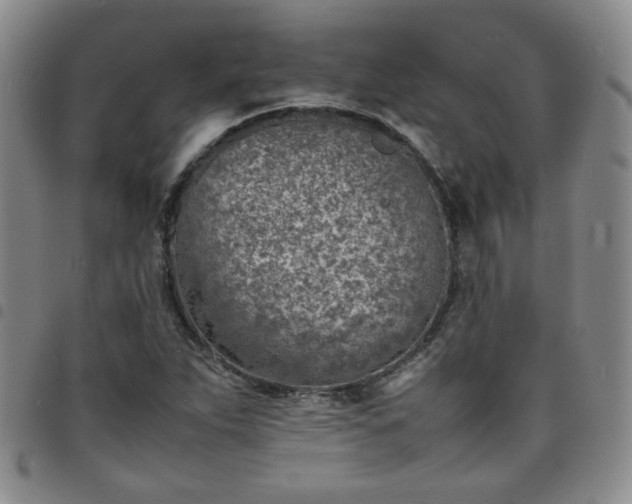 X0000098161263200804241755