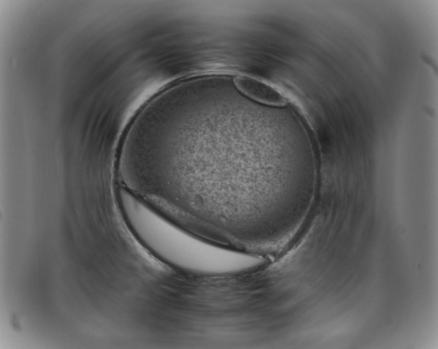 X0000098161333200804241755