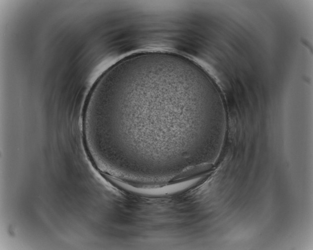 X0000098161335200804241755