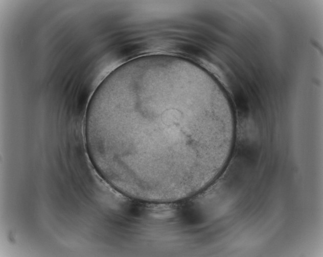 X0000098161338200804241755