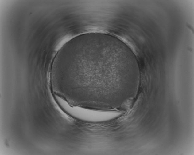 X0000098161383200804241753