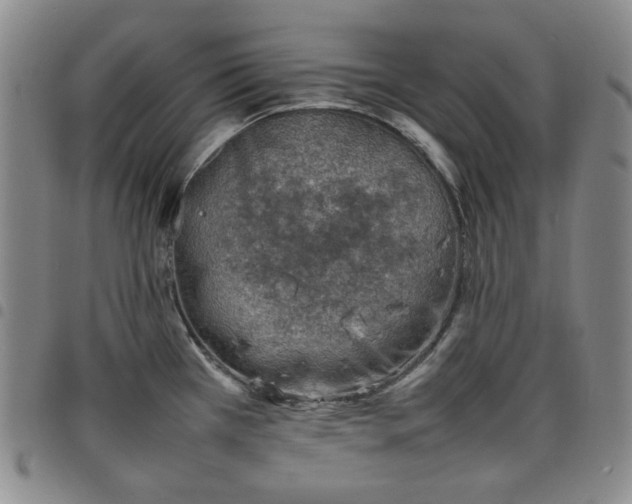 X0000098161385200804241753
